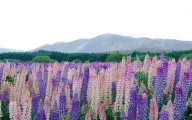 絶景好きがニュージーランドで本当に感動した圧倒的な絶景!5選